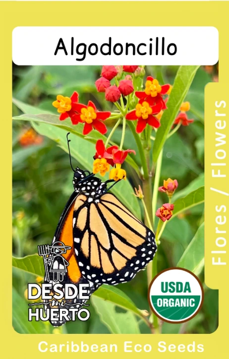 Algodoncillo \ Milkweed