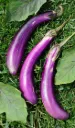 Berenjena Larga / Long Eggplant (Paquete (100 sem aprox))