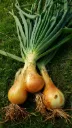 Cebolla "Valencia"