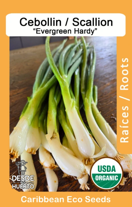 Cebollín \ Scallion "Evergreen Hardy"