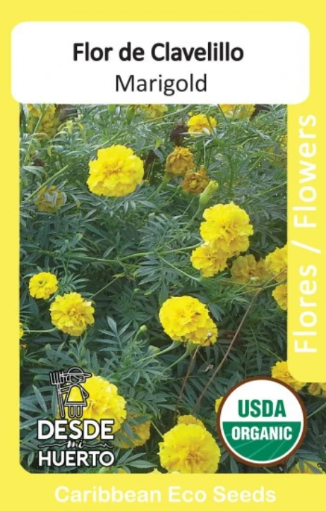 Clavelillo \ Marigold "Alta"