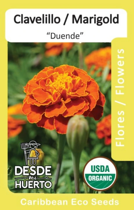 Clavelillo \ Marigold "Duende"
