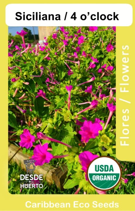 Flower 4 o' Clock/ Flor Ceciliana 