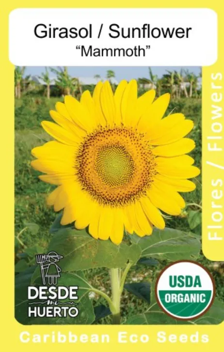 Girasol \ Sunflower "Mammoth" (Paquete (20 sem aprox))