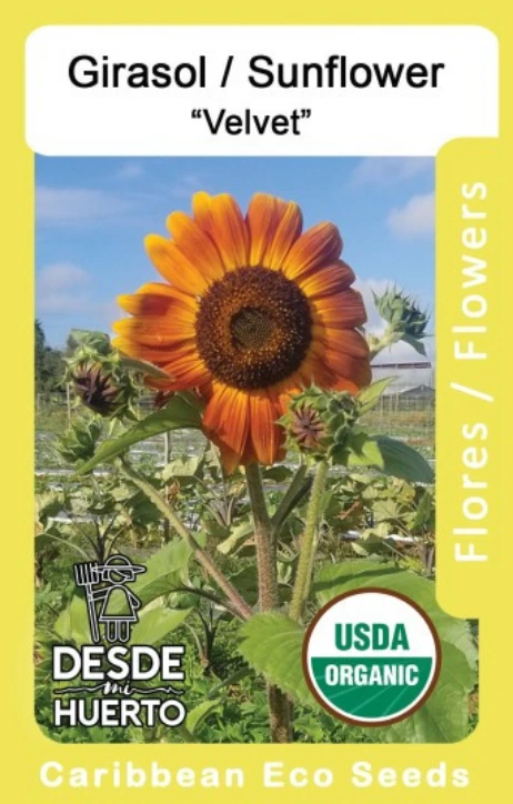 Girasol \ Sunflower "Velvet Queen"