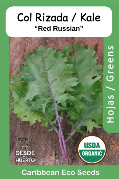 Col Rizada \ Kale "Red Russian"
