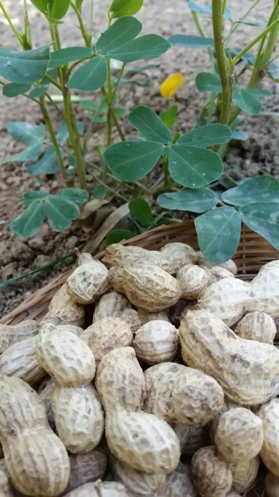 Maní