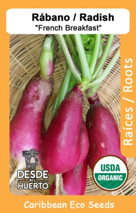 Rabano \ Radish "French Breakfast"