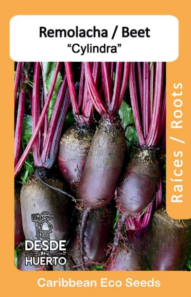 Remolacha/ Beet "Cylindra"