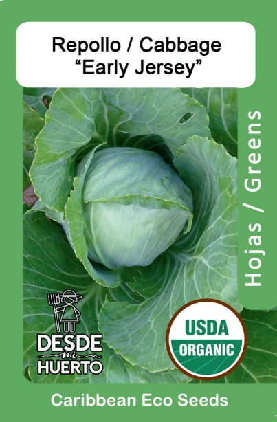 Repollo \ Cabbage"Early Jersey"