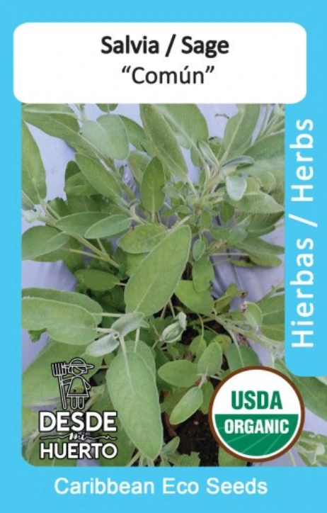 Salvia "Comun" \ Sage "Common"