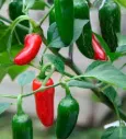 Jalapeño