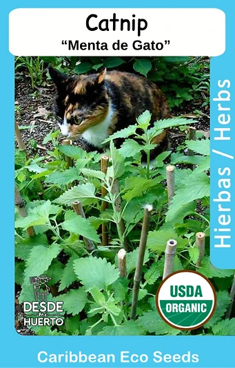 Catnip/ Menta de Gato