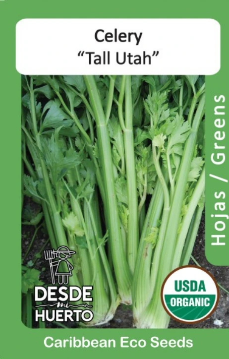 Apio \ Celery (Paquete (250 semi aprox))
