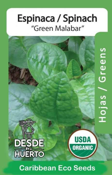 Espinaca \ Spinach "Malabar Verde"