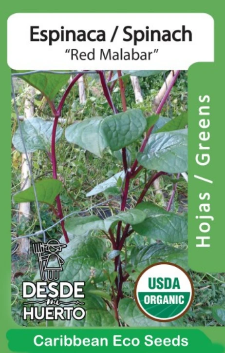 Espinaca \ Spinach "Malabar Roja"