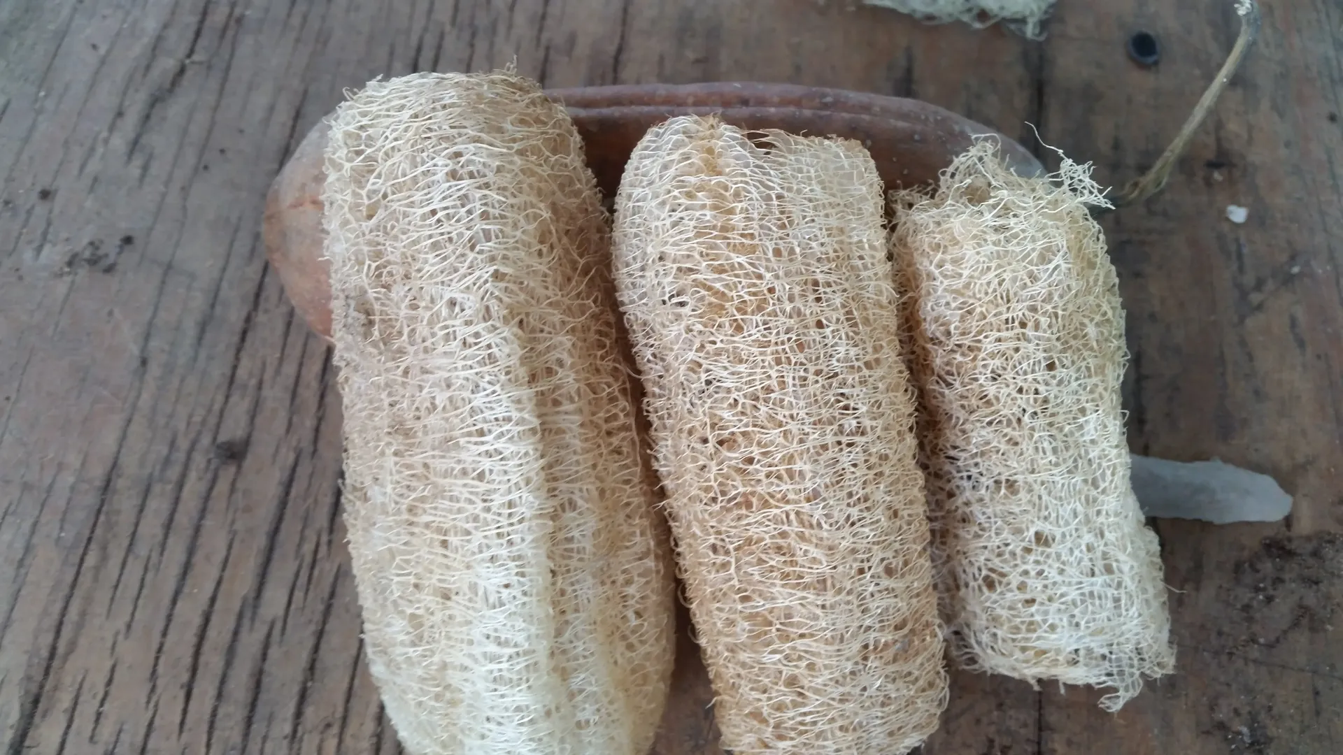 Luffa