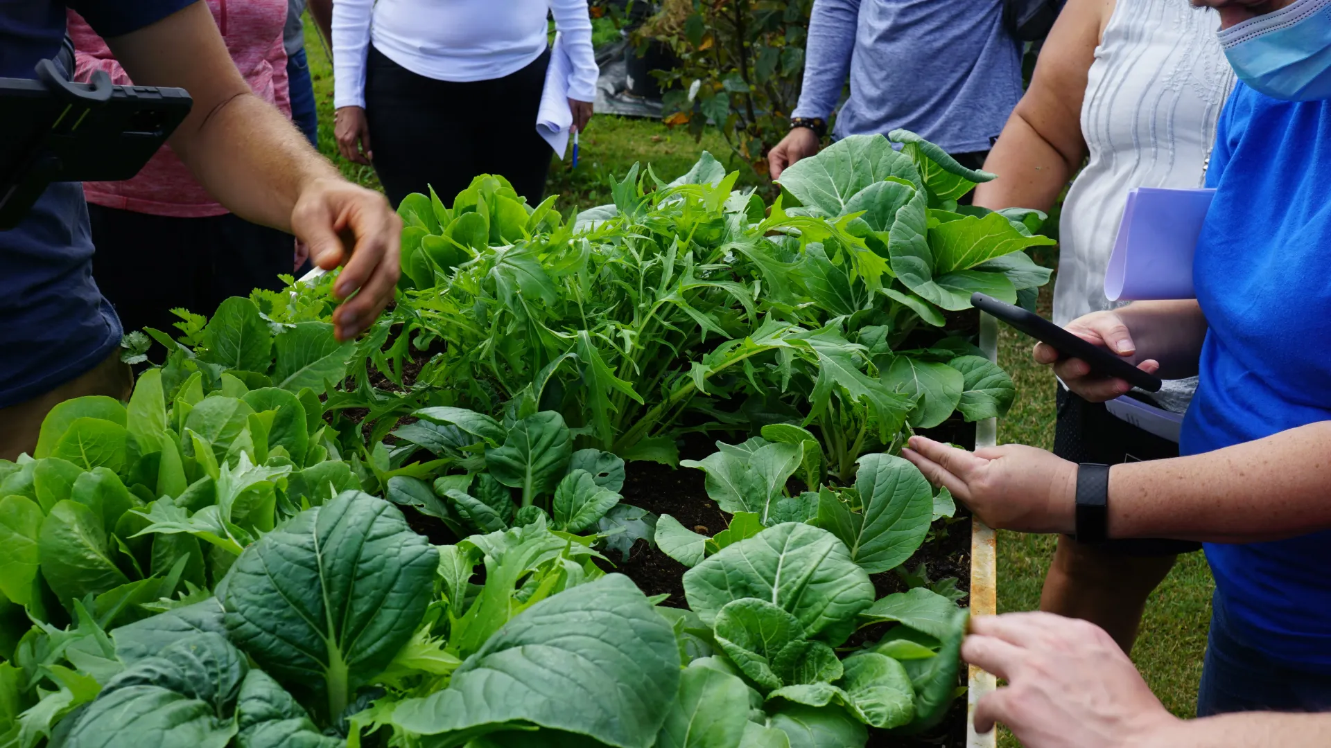 Salad Mix