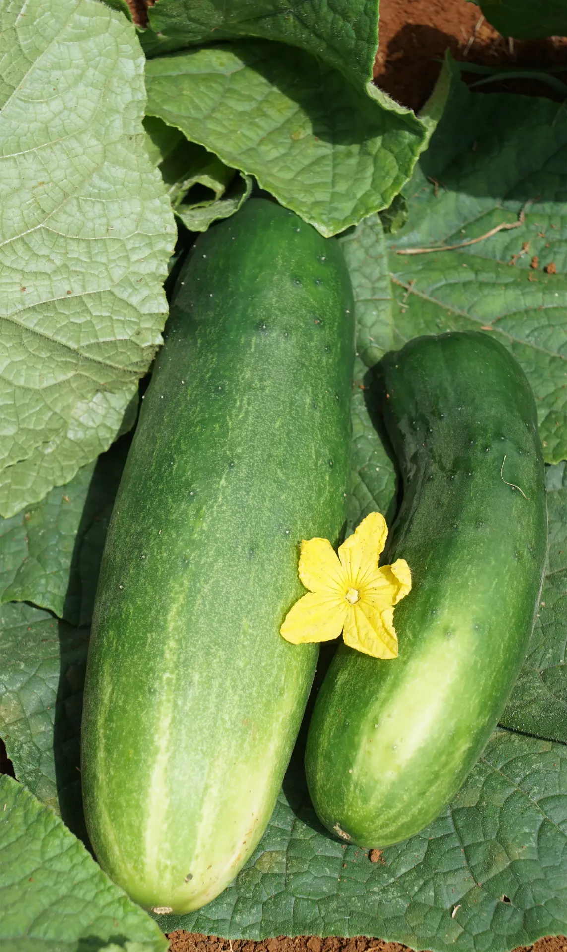 Cucumber "Gurabo"