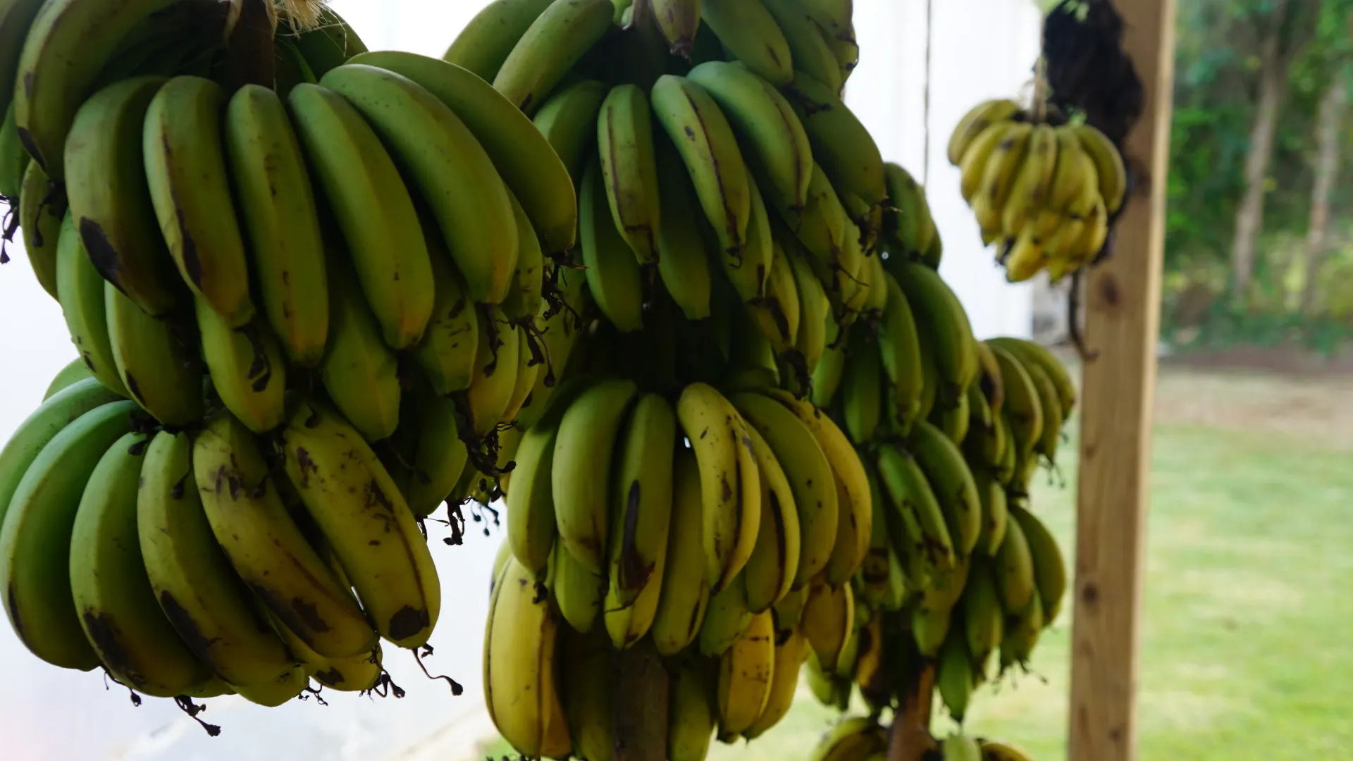 Guineo \ Banana "Gran Enano"