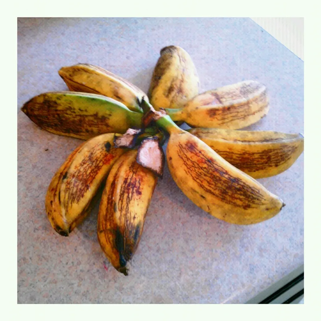 Bulbo Guineo \ Banana Bulb "Mafafo