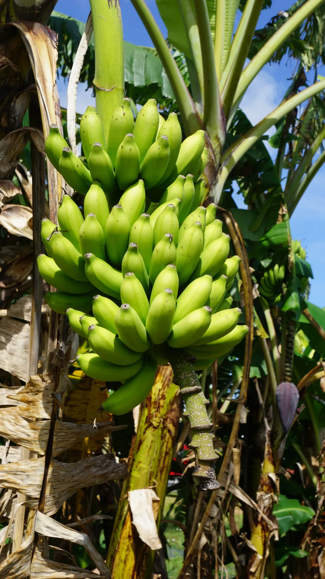 Guineo \ Banana "Manzano"
