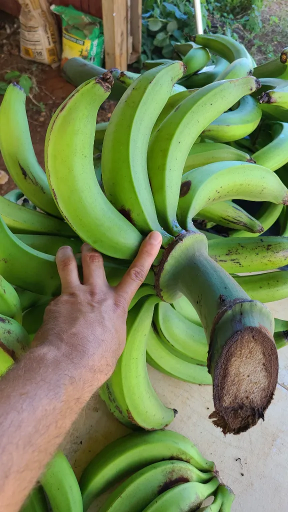Bulbo de Platano \ Plantain Bulb "Macho 3/4"