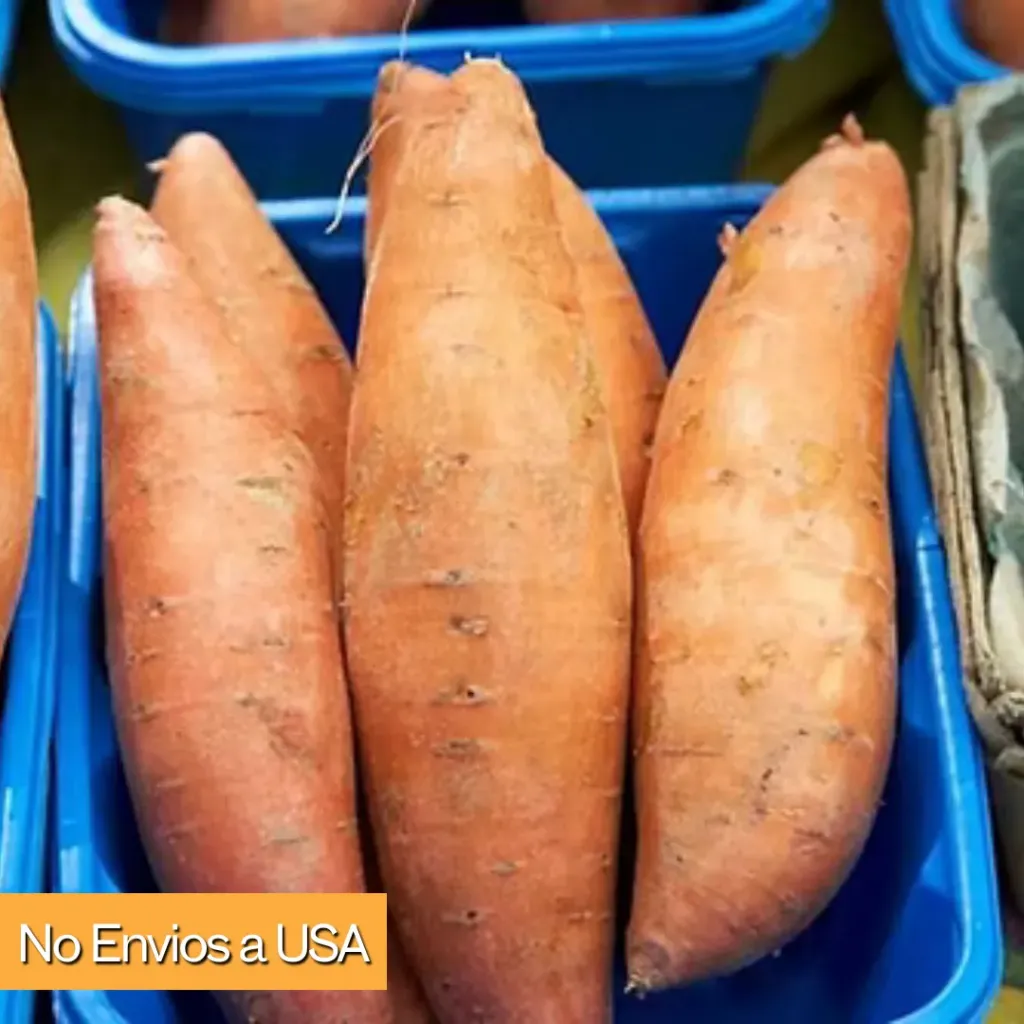 Batata \ Sweet Potato "Mameya" (3 semillas)