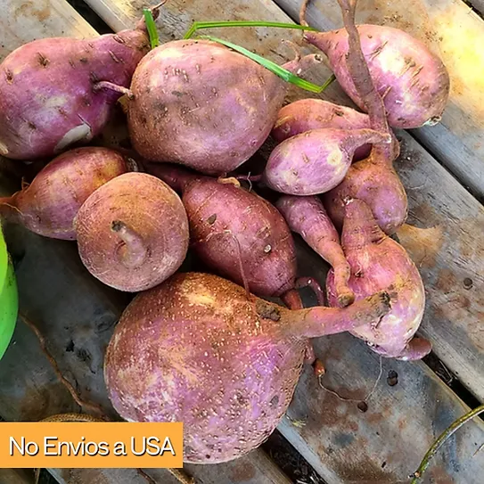 Batata \ Sweet Potato "Camuy" (3 semillas)