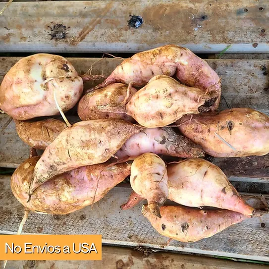 Batata \ Sweet Potato Yellow "Canol" (3 semillas)