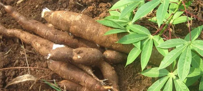 Yuca \ Cassava "Amarilla"