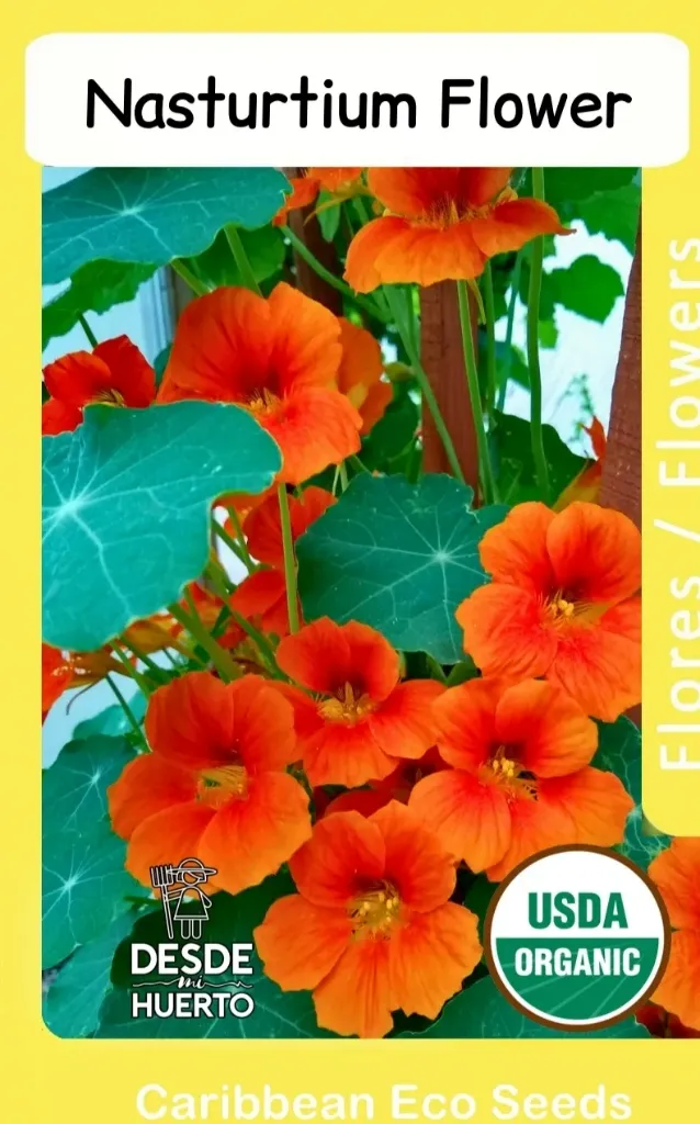 Flor de Jacinto \ Nasturtium Flower 
