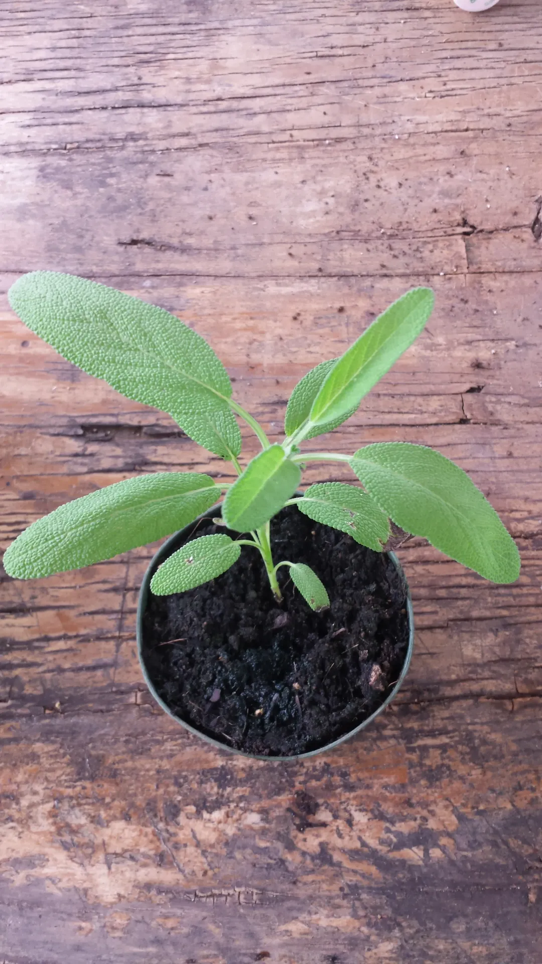 Salvia "Comun"