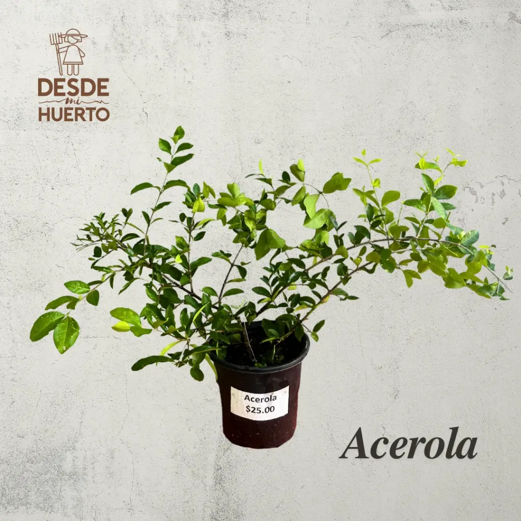 Arbol de Acerola 