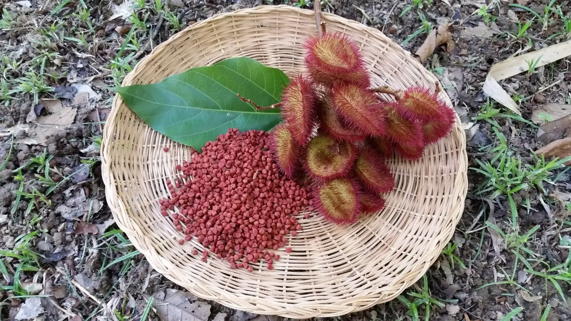 Arbol de Achiote