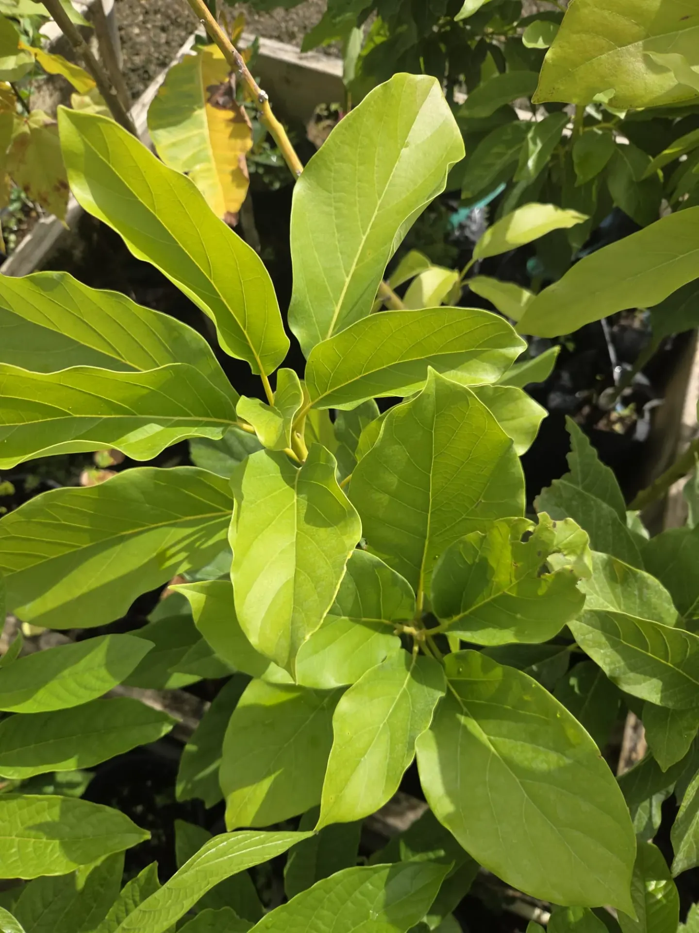 Arbol de Aguacate Candelaria