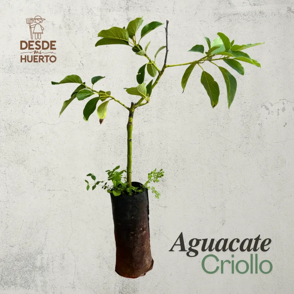 Arbol de Aguacate Criollo (Don Ramon)