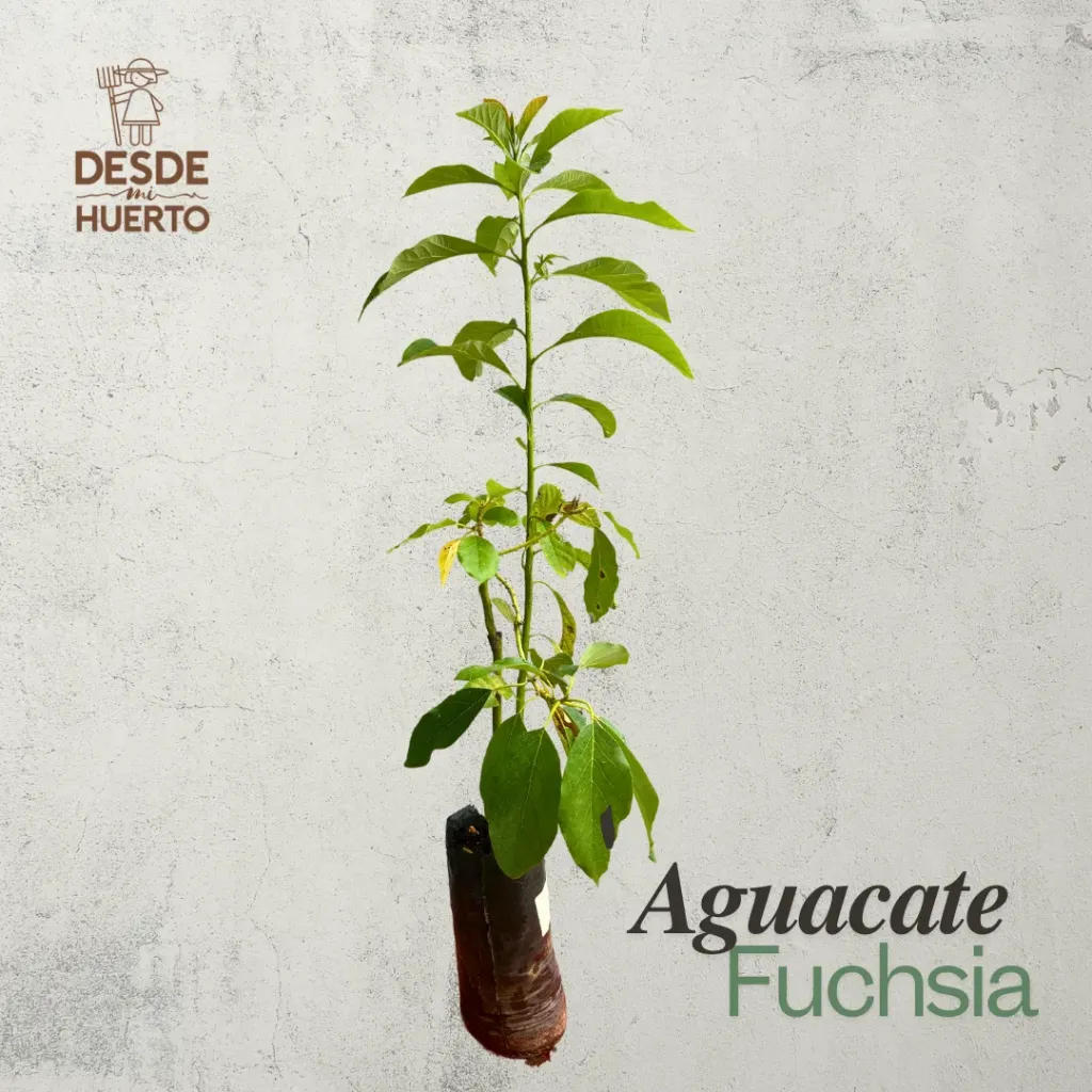 Arbol de Aguacate Fuchsia