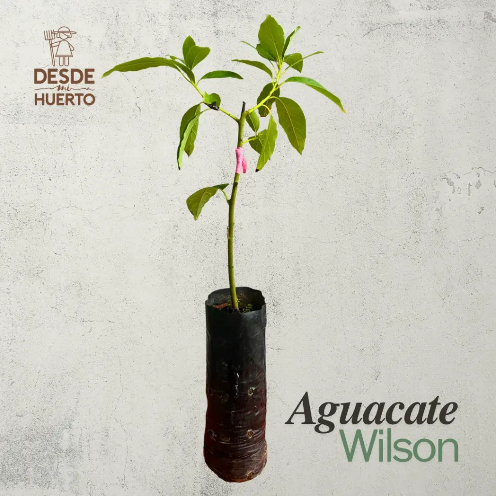 Arbol de Aguacate Wilson