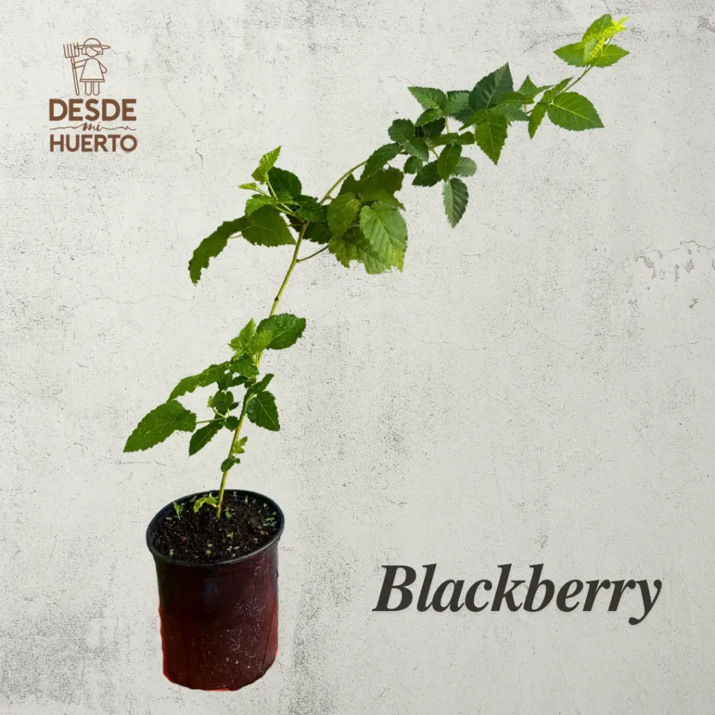 Arbol de BlackBerry