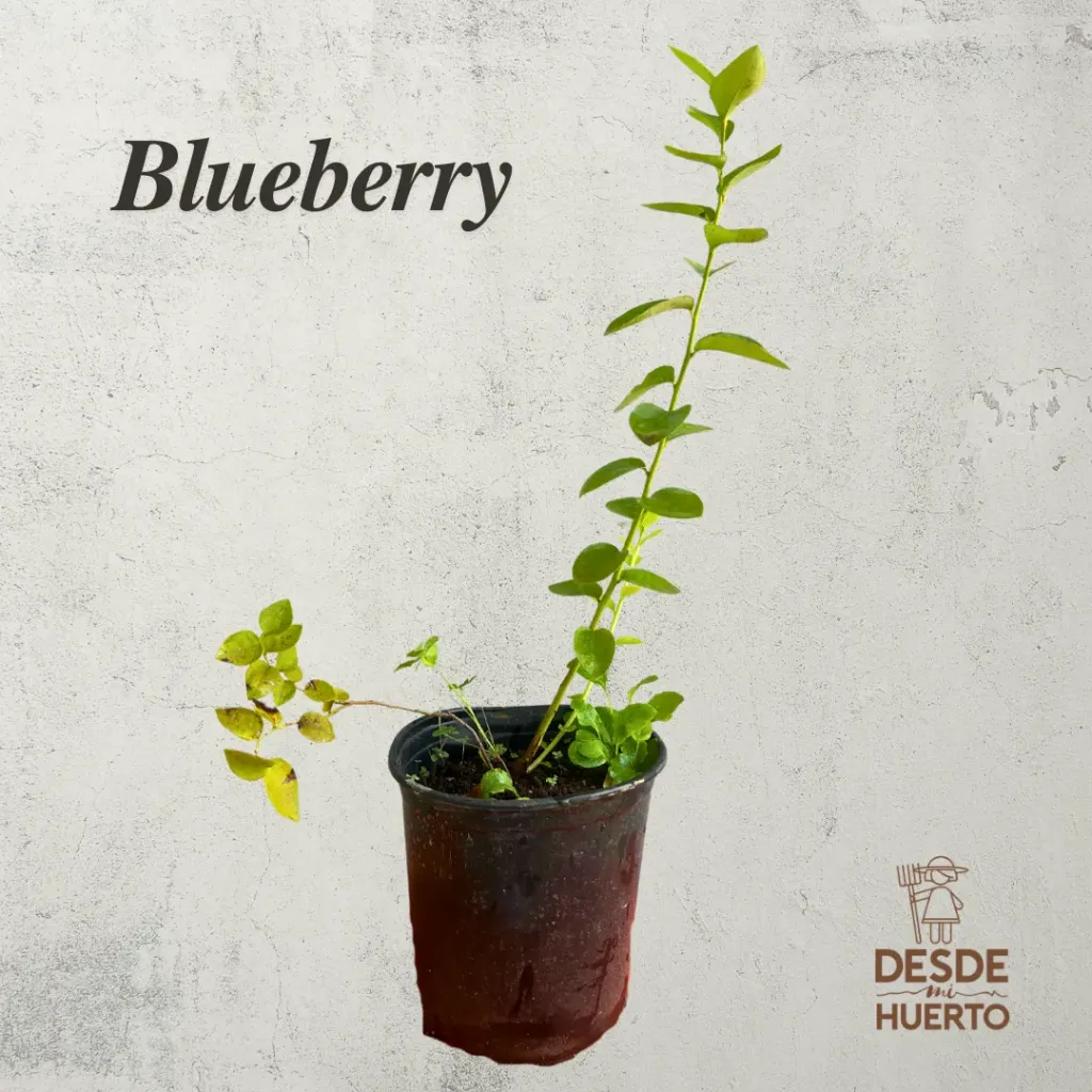 Arbol de BlueBerry