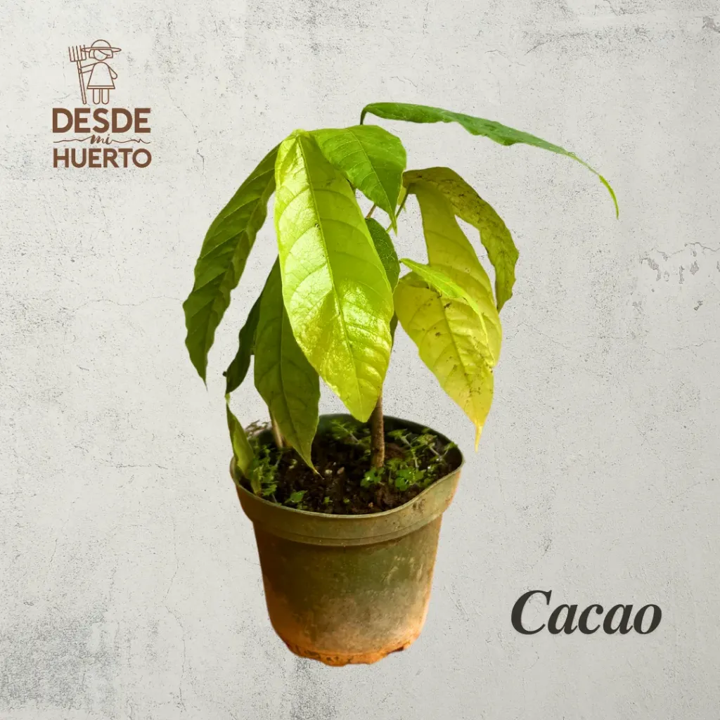 Arbol de Cacao