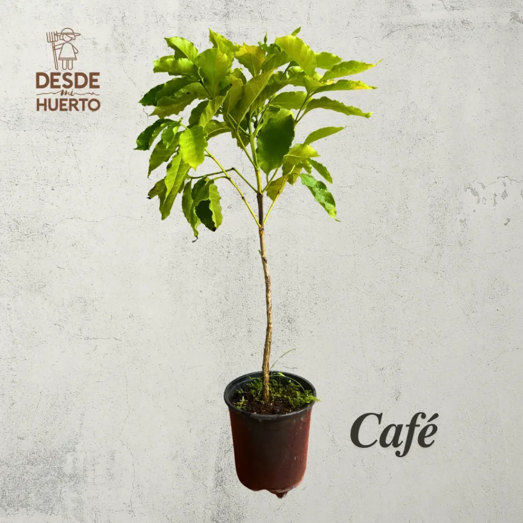 Arbol de Café