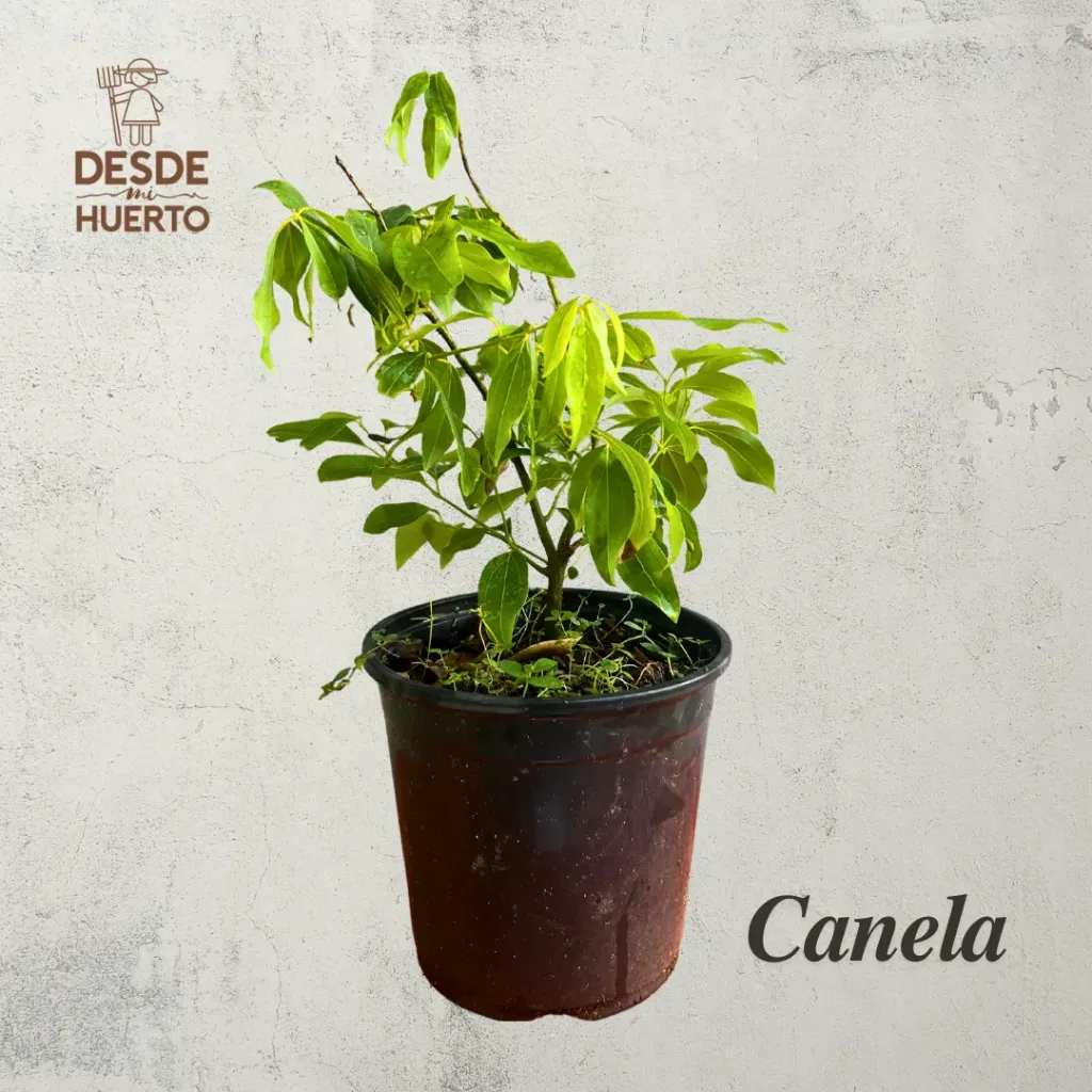 Arbol de Canela