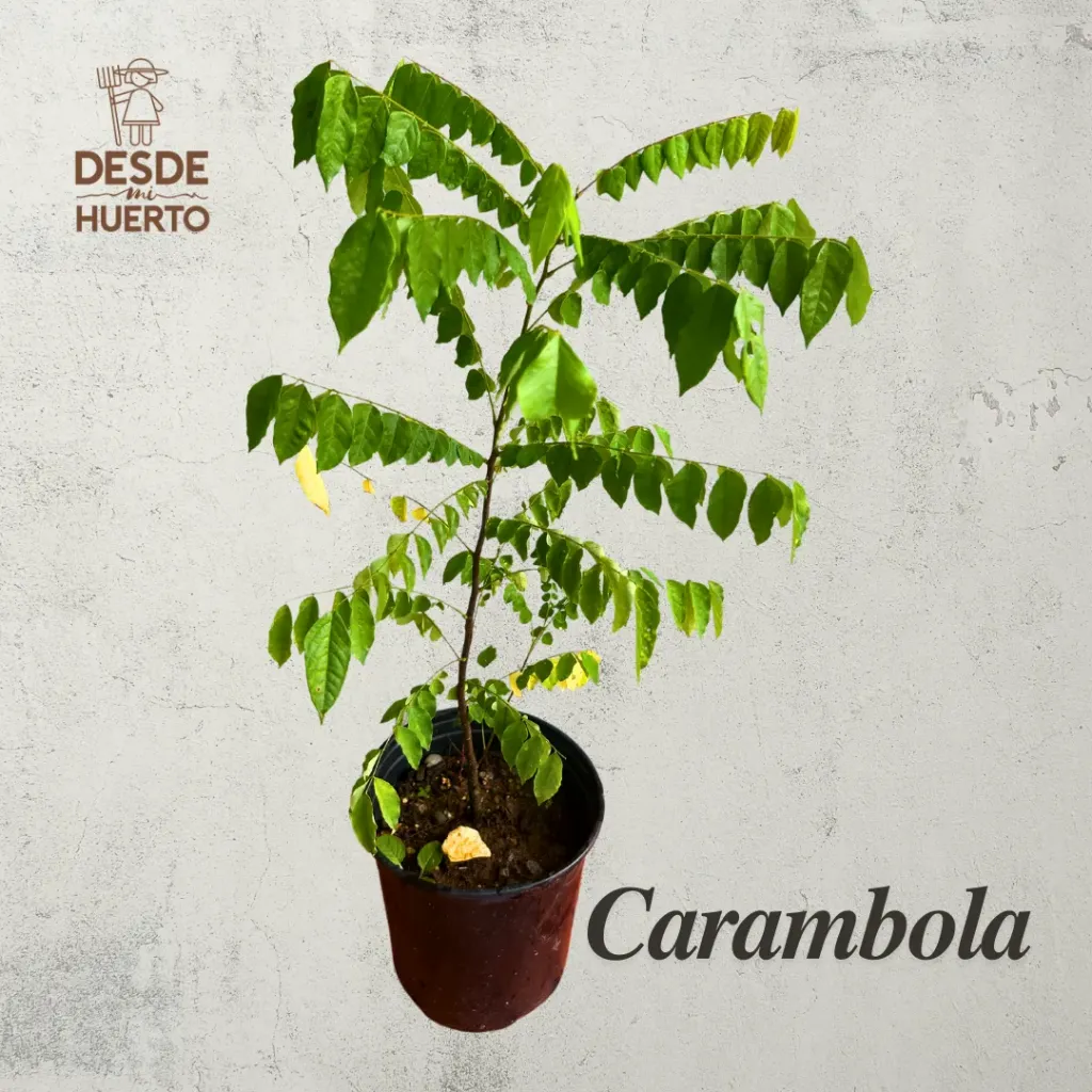 Arbol de Carambola