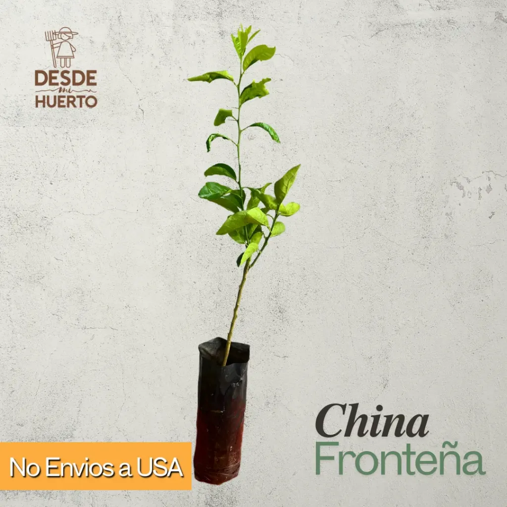 Arbol de China Fronteña