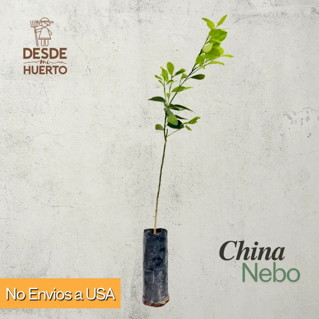 Arbol de China Nebo