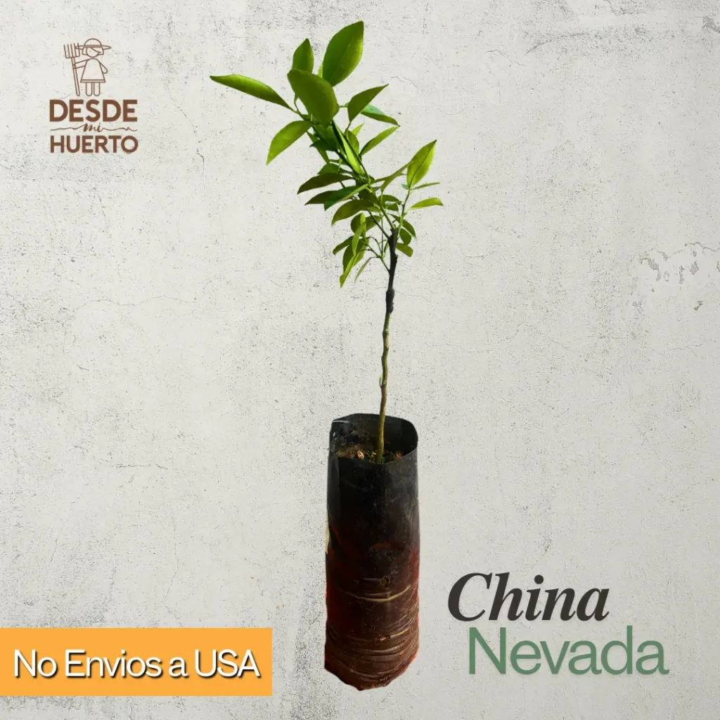 Arbol de China Nevada