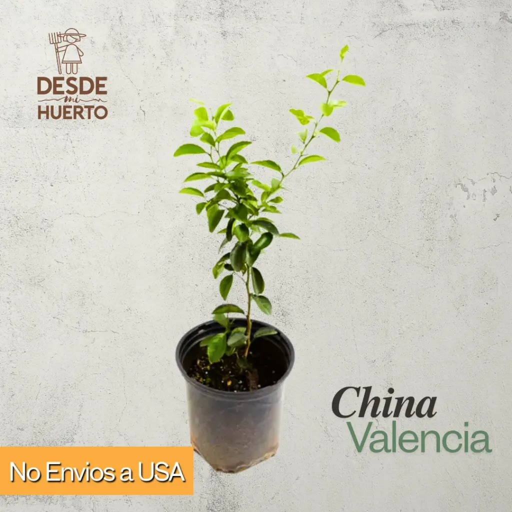 Arbol de China Valencia