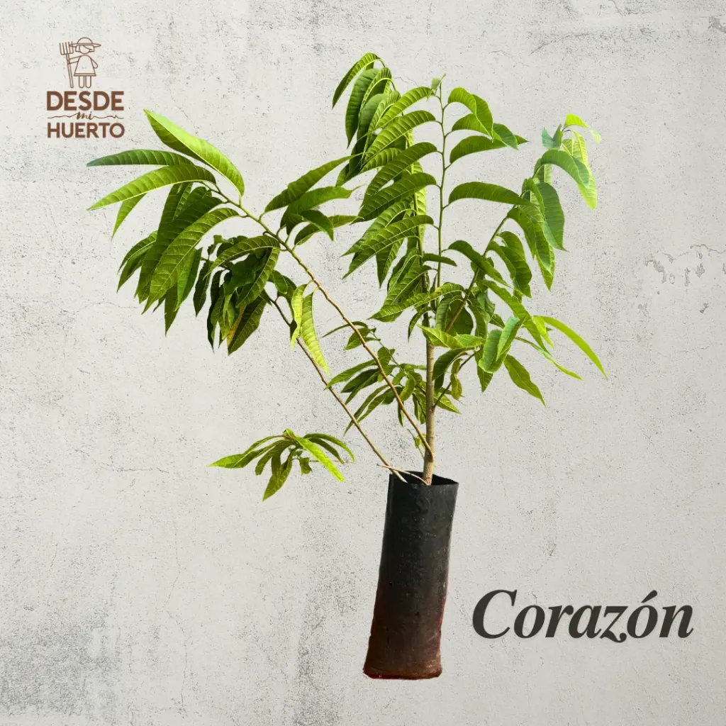 Arbol de Corazón